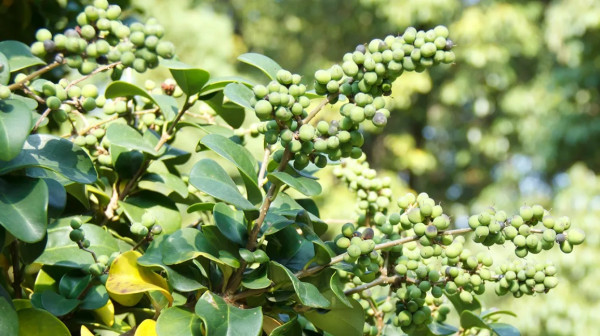 8 Obat Herbal Penurun Kolesterol Tinggi, Banyak Ditanam di Halaman