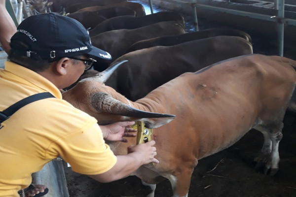 Bebas Virus Lato-lato, Natuna Pasok Kebutuhan Sapi Kurban di Kepri