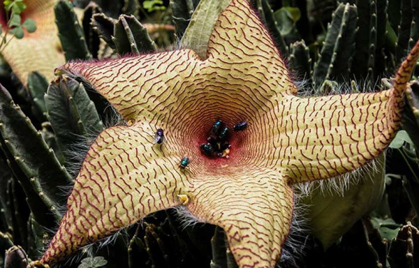 5 Tanaman dengan Bentuk Mengerikan, Nomor 3 Seperti Monster Pemangsa