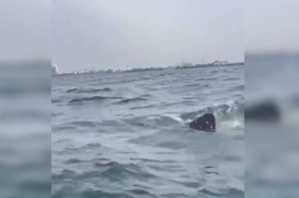 10 Fakta Hiu Paus yang Muncul di Perairan Teluk Jakarta