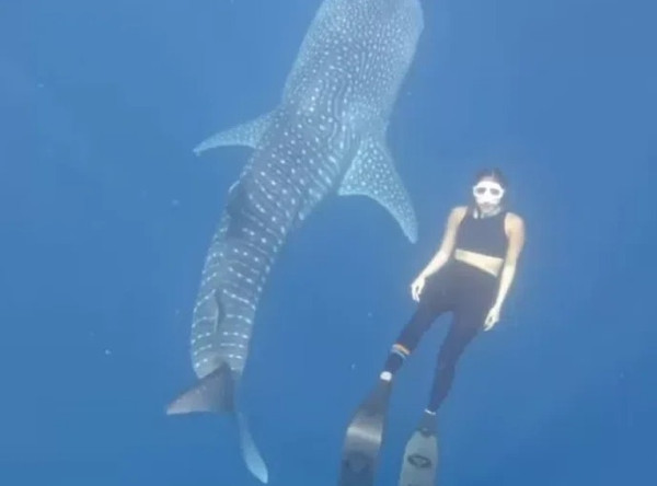 Hobi Diving Bareng Hiu Paus, Gisella Anastasia: Rasanya Luar Biasa