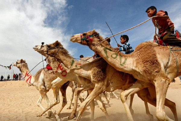 5 Keunikan Warga Dubai Mencintai Unta, Nomor 3 Disediakan Parkir Khusus