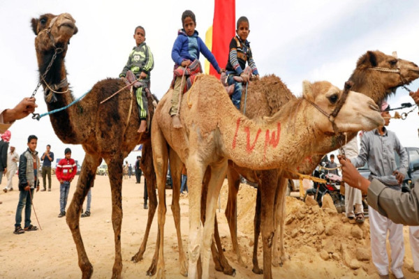 5 Keunikan Warga Dubai Mencintai Unta, Nomor 3 Disediakan Parkir Khusus