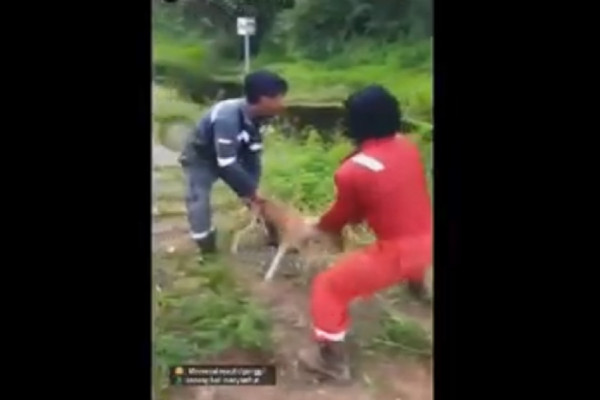 Sadis! Lempar Anak Anjing Hidup-hidup ke Rawa Penuh Buaya, 2 Pekerja Tambang Ditangkap Polisi