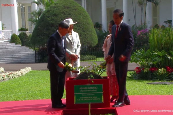 Momen Jokowi Sopiri Kaisar Jepang Hironomiya Naruhito hingga Tanam Pohon Gaharu