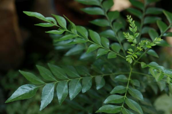 8 Daun Penurun Kolesterol Tinggi, Ampuh Usir Lemak Jahat