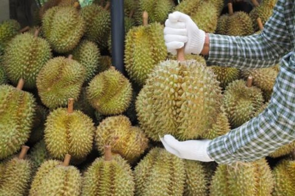 Durian Mengandung Kolesterol Tinggi, Fakta Atau Mitos?