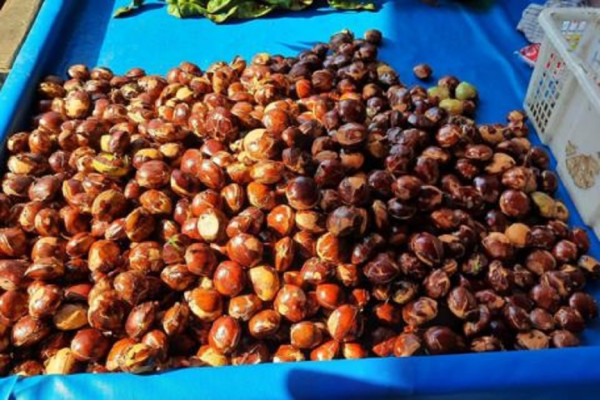 Apakah Jengkol Mengandung Kolesterol? Ini Faktanya