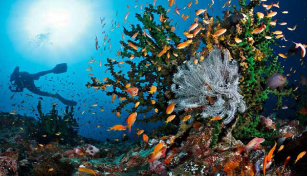 5 Spot Diving Terbaik di Indonesia, Nomor 3 Keindahannya Diakui Dunia