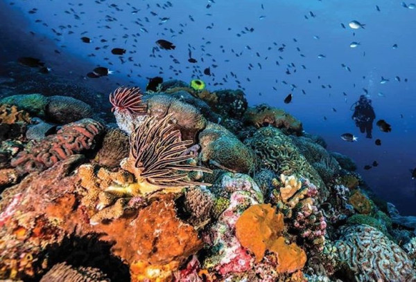 5 Spot Diving Terbaik di Indonesia, Nomor 3 Keindahannya Diakui Dunia