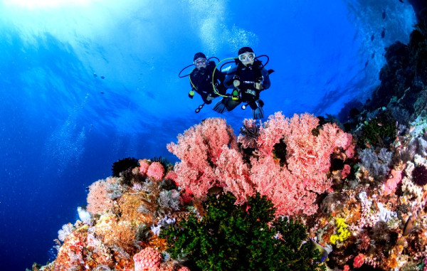 5 Spot Diving Terbaik di Indonesia, Nomor 3 Keindahannya Diakui Dunia