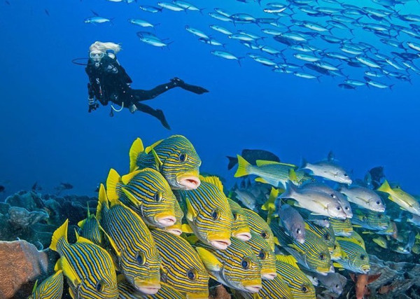 5 Spot Diving Terbaik di Indonesia, Nomor 3 Keindahannya Diakui Dunia