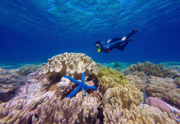 5 Spot Diving Terbaik di Indonesia, Nomor 3 Keindahannya Diakui Dunia