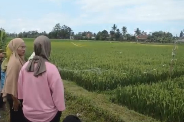 Cilacap Gempar! Gadis Belia Ditemukan Tewas Telanjang dan Dibenamkan di Lumpur Sawah