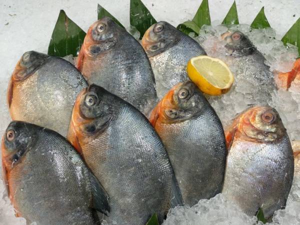 7 Ikan Mengandung Kolesterol Tinggi, Nomor 2 Picu Peradangan Tubuh