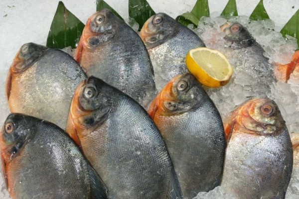 3 Ikan dengan Kolesterol Tinggi, Nomor Terakhir Paling Banyak Dikonsumsi