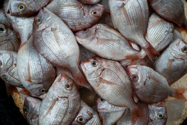 7 Ikan Laut yang Mengandung Kolesterol Tinggi, Nomor 4 Kaya Asam Lemak Omega-3
