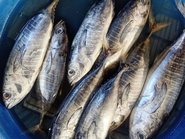 7 Ikan Laut yang Mengandung Kolesterol Tinggi, Nomor 4 Kaya Asam Lemak Omega-3