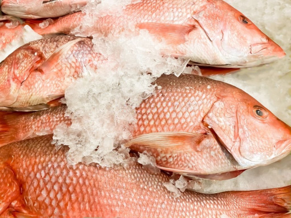 7 Ikan Laut yang Mengandung Kolesterol Tinggi, Nomor 4 Kaya Asam Lemak Omega-3
