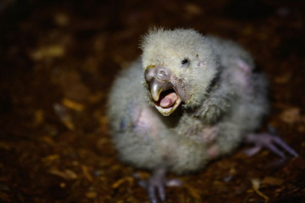 Demi Selamatkan Burung Langka, Selandia Basmi Semua Tikus