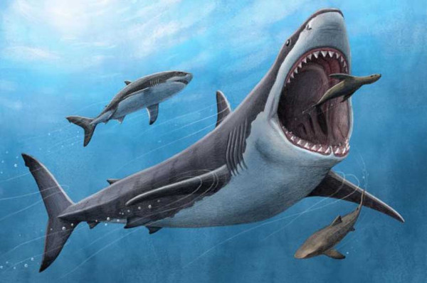 Hiu Megalodon Raksasa Punah Akibat Berdarah Panas