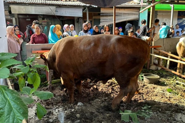 Sambut Iduladha 2023, Once Mekel Ikut Kurban Sapi Limusin Seberat 1,2 Ton