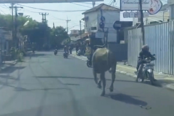 Sapi Kurban Berkeliaran di Jalan Ceger Raya Tangsel, Nyaris Seruduk Sejumlah Pemotor