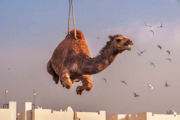 Dari Menyembelih Unta hingga Haji, Tradisi Idul Adha di Arab Saudi