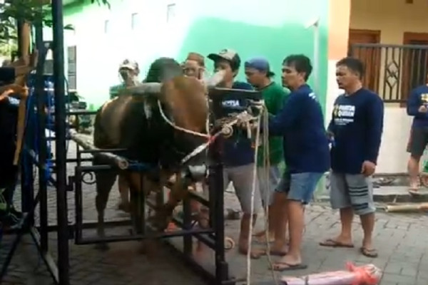 Sapi Kurban di Surabaya Ngamuk, Tendang Juru Sembelih hingga Terpental