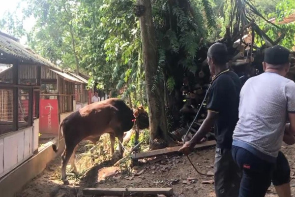 Lepas dan Mengamuk saat Hendak Disembelih, Sapi Kurban Lukai 2 Warga