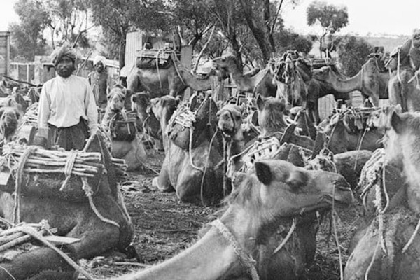 Kisah Para Penunggang Unta yang Membawa Islam ke Pedalaman Australia