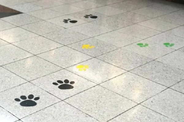 10 Fakta Menarik Anjing Paling Setia di Dunia yang Tetap Dikenang dan Dipuja hingga 100 tahun