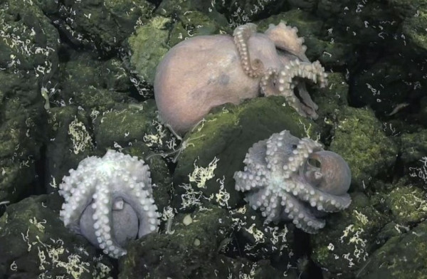 Ilmuwan Temukan Fenomena Langka Peternakan Gurita di Laut Dalam