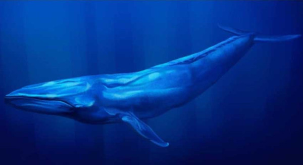 Perbandingan Hiu Megalodon Vs Paus Biru, Ukuran hingga Kemampuan Pertahanan Diri