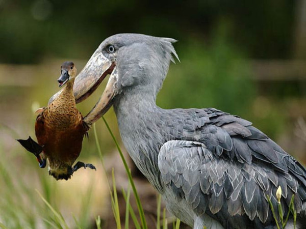 10 Keunikan Shoebill Stork, Burung Raksasa Afrika yang Viral di Media Sosial
