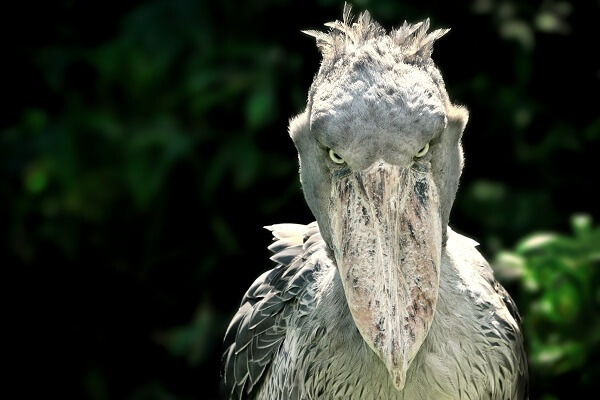 10 Keunikan Shoebill Stork, Burung Raksasa Afrika yang Viral di Media Sosial