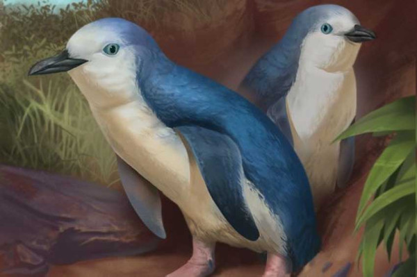 Fosil Penguin Terkecil Ditemukan di Selandia Baru, Pernah Hidup 3 Juta Tahun Lalu