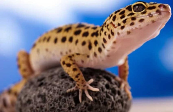 6 Perbedaan Gecko dan Tokek, Dari Bentuk Ekor hingga Urusan Panjat Memanjat