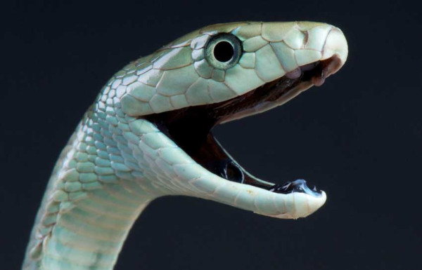2 Ular Mamba Hitam Duel Berebut Betina Tanpa Saling Menggigit, Ini Alasannya