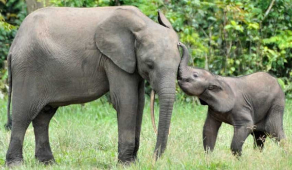 5 Perbedaan Gajah dan Mammoth, Nomor Terakhir Jarang Diketahui