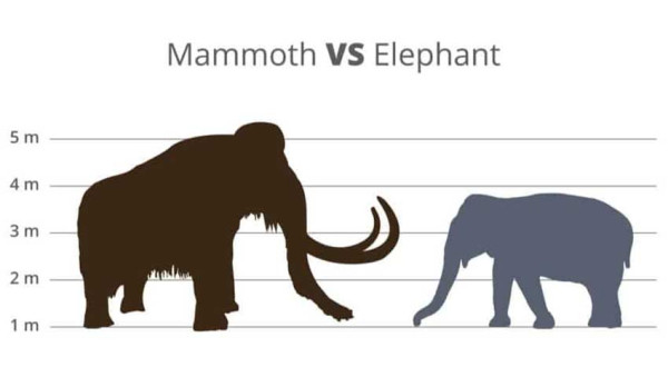 5 Perbedaan Gajah dan Mammoth, Nomor Terakhir Jarang Diketahui