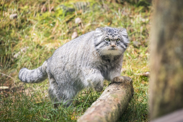 Pallas, Kucing Hantu Langka yang Bikin Geger Dunia Maya