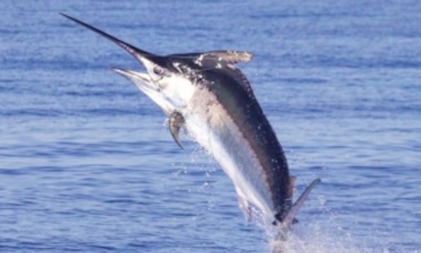3 Ikan yang Tidak Aman Dikonsumsi Penderita Darah Tinggi, Nomor 2 Favorit Banyak Orang