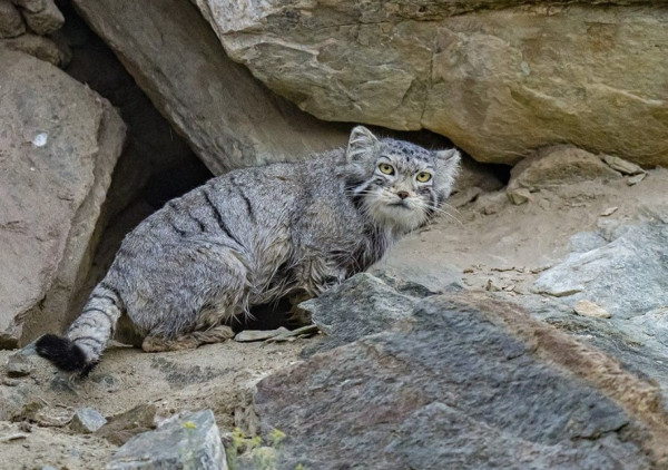 Pallas, Kucing Hantu Langka yang Bikin Geger Dunia Maya
