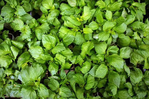 7 Air Rebusan Daun untuk Menurunkan Asam Urat, Obat Alami Redakan Nyeri Sendi