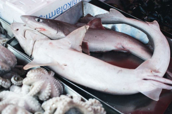3 Ikan yang Tidak Aman Dikonsumsi Penderita Darah Tinggi, Nomor 2 Favorit Banyak Orang