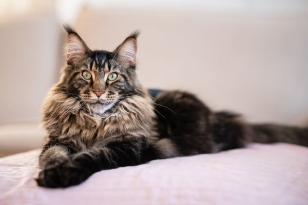 10 Jenis Kucing Paling Setia pada Pemiliknya, Bikin Makin Sayang