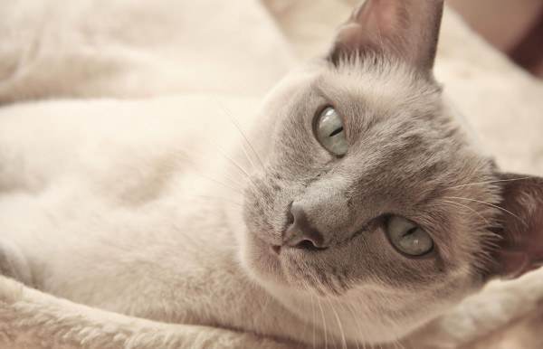 10 Jenis Kucing Paling Setia pada Pemiliknya, Bikin Makin Sayang
