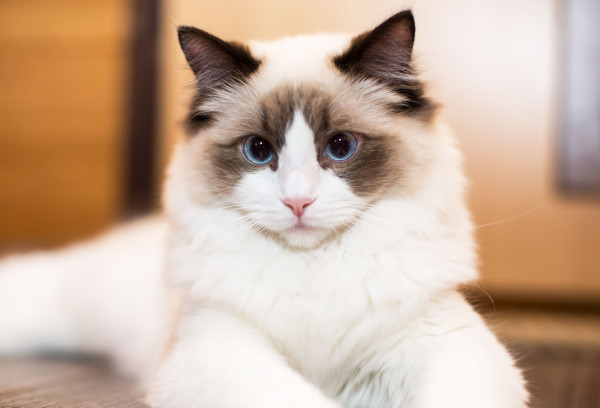 10 Jenis Kucing Paling Setia pada Pemiliknya, Bikin Makin Sayang