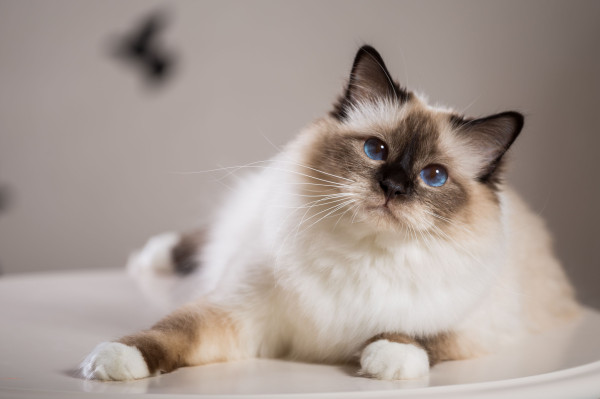 10 Jenis Kucing Paling Setia pada Pemiliknya, Bikin Makin Sayang